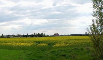 Ceny rzepaku, oleju i śruty – 31.05.2026