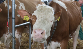 Pogłowie bydła w grudniu 2025 r.