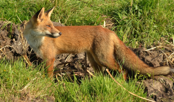 Komunikat Głównego Lekarza Weterynarii zawierający aktualizację sytuacji epidemiologicznej dot. wścieklizny w 2025 roku