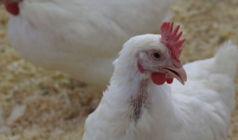 Nadzwyczajne środki wspierania rynku w sektorach jaj i mięsa drobiowego za straty poniesione w latach 2021-2023