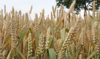 Argentyna kończy żniwa marzeń. Czy w styczniu USDA dołoży kolejne miliony ton pszenicy?