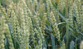 Rosną prognozy zbiorów pszenicy w Australii