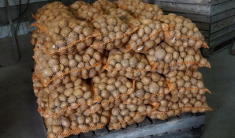 Krajowe zbiory ziemniaków