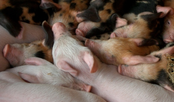 Ceny żywca wieprzowego, wołowego i drobiowego (11.01.2026)