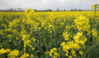 Ceny rzepaku i produktów jego przerobu (21.12.2025)