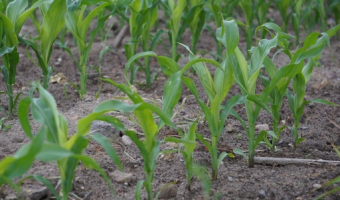 Zbiory kukurydzy i soi w USA są na ukończeniu