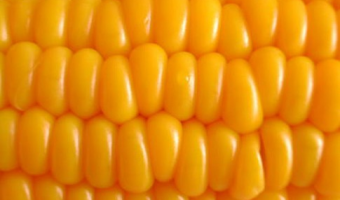 Import ziarna zbóż