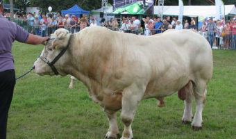 W sprawie kontynuowania programu dofinansowania zakupu buhajów