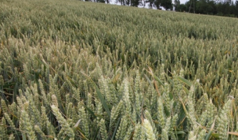 Powierzchnia zasiewów zbóż