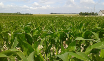 Zbiory kukurydzy