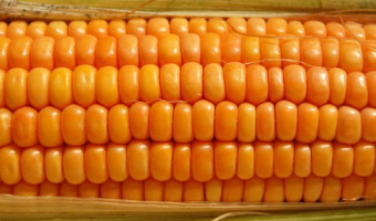 Ceny zbóż na giełdach towarowych (15.02.2026)