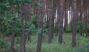 Gospodarcze wykorzystanie lasu