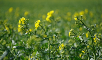 Zbiory rzepaku i rzepiku