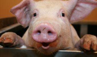 Ceny żywca wieprzowego, wołowego i drobiowego (21.12.2025)