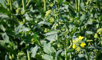 Ceny rzepaku i produktów jego przerobu (11.01.2026)