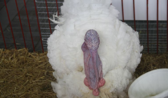 Ceny drobiu w Polsce (8.02.2026)