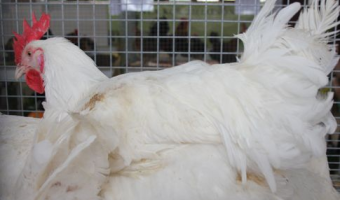 Rynek mięsa w Polsce (21.12.2025)