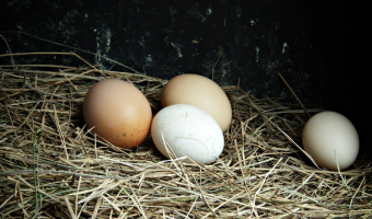 Ceny jaj w Polsce (18.01.2026)