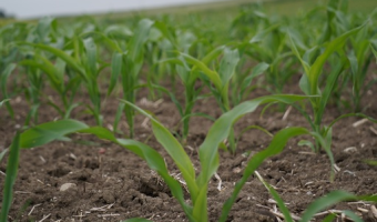 USDA podniósł produkcję kukurydzy w USA, ale obniżył dla UE