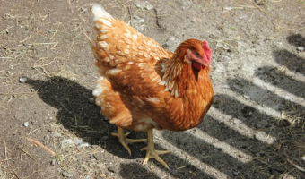 Komunikat Głównego Lekarza Weterynarii z aktualizacją sytuacji epizootycznej w zakresie rzekomego pomoru drobiu (ND) u drobiu w 2026 r.