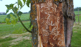 Opiętek jesionowiec (Agrilus planipennis) - nowe zagrożenie dla jesionów w Unii, w tym w Polsce