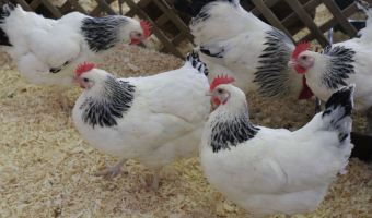 Stwierdzenie ogniska rzekomego pomoru drobiu (ND) u drobiu nr 3 w 2026 r.