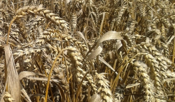 Ceny zbóż na giełdach towarowych (4.01.2026)