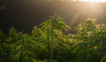 Zastosowanie konopi włóknistych