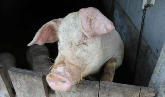 Ceny żywca wieprzowego, wołowego i drobiowego (14.12.2025)