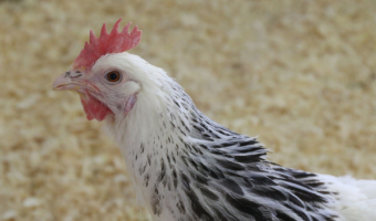 Stwierdzenie ognisk wysoce zjadliwej grypy ptaków (HPAI) u drobiu nr 1-5 w 2026 r.