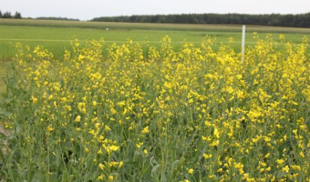 Ceny rzepaku i produktów jego przerobu (8.02.2026)