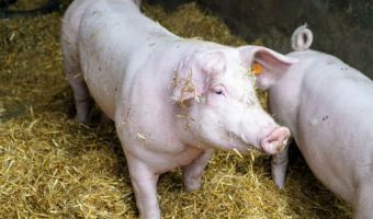 Ceny skupu świń rzeźnych (28.12.2025)