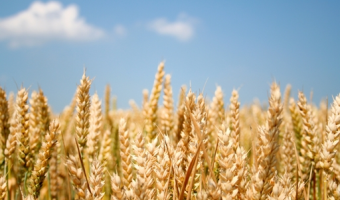 Skup zbóż według GUS