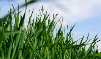 Skup zbóż według GUS