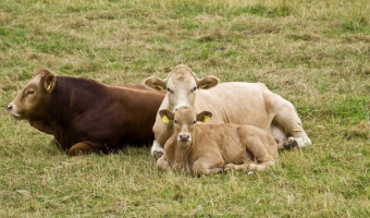 Aktualna sytuacja w zakresie choroby niebieskiego języka (BT) w 2026 r.