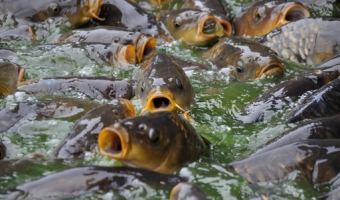 Zalecenia GLW w postępowaniu z żywymi rybami przeznaczonymi do sprzedaży detalicznej