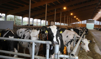 Ocena użytkowości bydła