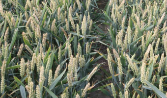 Ceny zbóż na giełdach towarowych (23.11.2025)