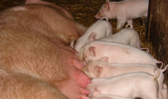 MRiRW o pożyczkach dla producentów świń na sfinansowanie nieuregulowanych zobowiązań cywilnoprawnych