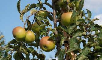 Produkcja owoców z drzew