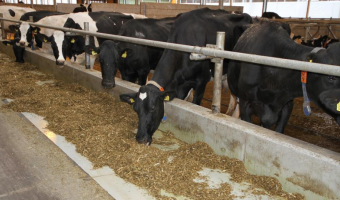 Ocena użytkowości bydła