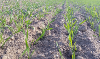 Warunki agrometeorologiczne i jesienna ocena stanu upraw ozimych w 2025 roku