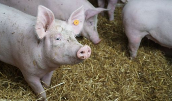 Ceny skupu świń rzeźnych (4.01.2026)