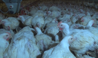 Ceny drobiu w Polsce (1.02.2026)