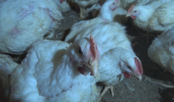 Ceny drobiu w Polsce (28.12.2025)