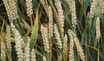 Rekordowe zasiewy pszenicy w Indiach