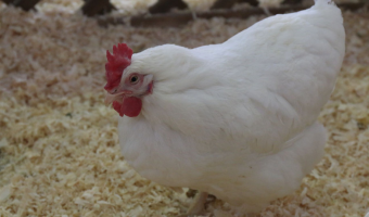 Aktualizacja sytuacji epidemiologicznej w zakresie wysoce zjadliwej grypy ptaków (HPAI) u drobiu w 2026 r.