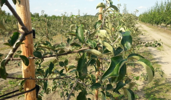 Zgłoszenia do integrowanej produkcji roślin - zmiany od 6 marca br.