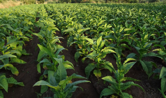 Tendencje w uprawie i produkcji tytoniu w Polsce