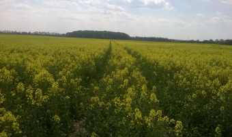 Ceny rzepaku i produktów jego przerobu (8.03.2026)